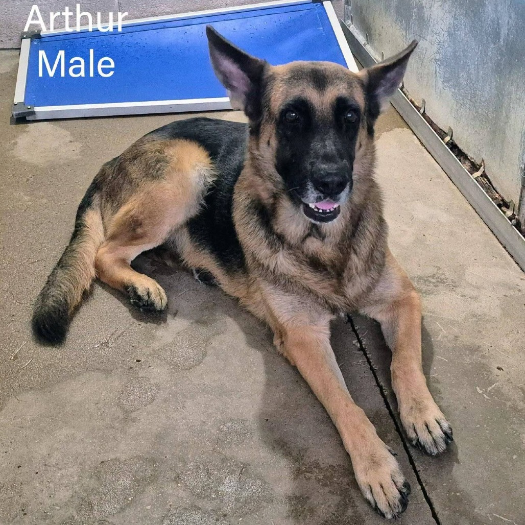Shelter Stray Male Dog last seen , 2451 N Expressway 281, Edinburg, TX 78541, USA