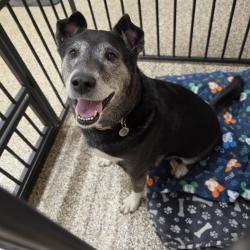 Shelter Stray Female Dog last seen , 825 W Jefferson St, Tipton, IN 46072, USA