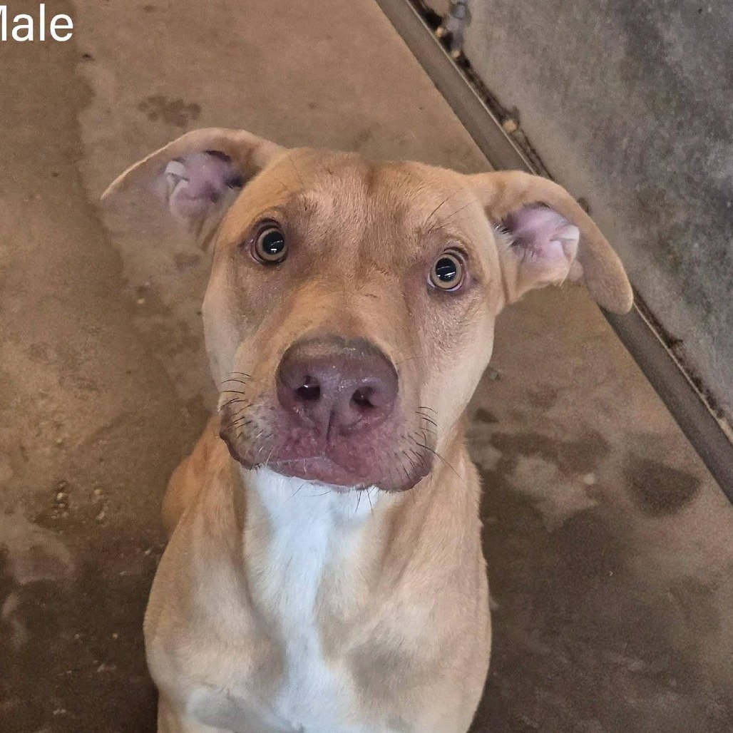 Shelter Stray Male Dog last seen , 2451 N Expressway 281, Edinburg, TX 78541, USA