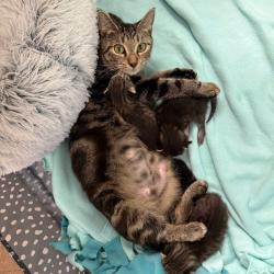 Shelter Stray Female Cat last seen , 8020 Washington St, Port Richey, FL 34668, USA