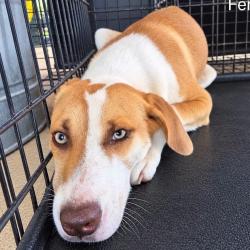 Shelter Stray Female Dog last seen , 2451 N Expressway 281, Edinburg, TX 78541, USA