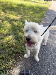 Found/Stray Male Dog last seen Bondstone st, Spring Hill, FL 34609