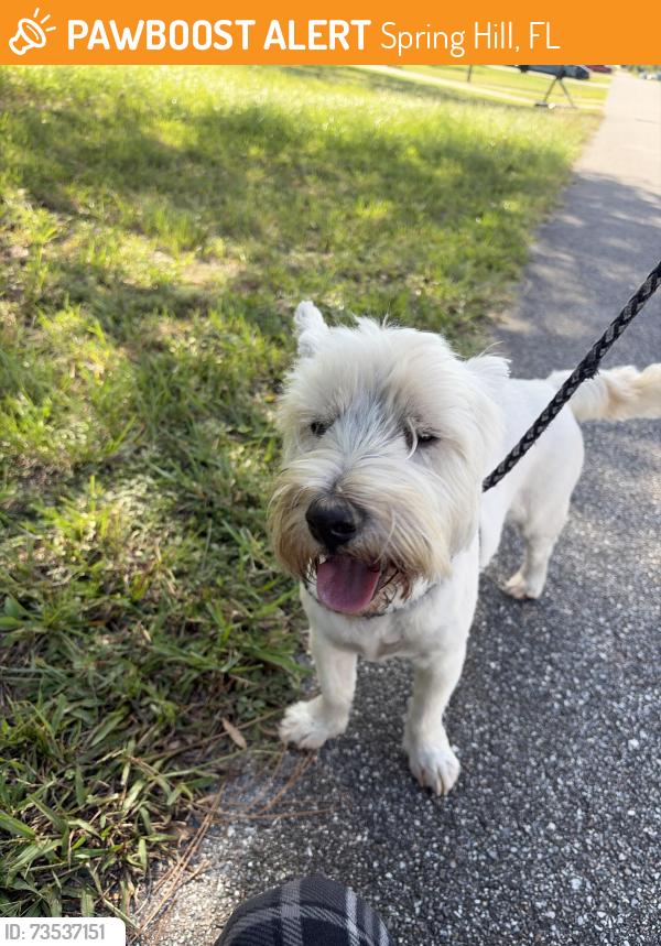 Found/Stray Male Dog last seen Bondstone st, Spring Hill, FL 34609