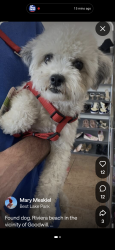 Found/Stray Unknown Dog last seen Silver Beach and US 1, Riviera Beach, FL 33404
