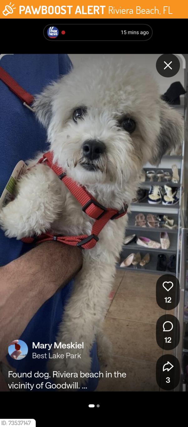 Found/Stray Unknown Dog last seen Silver Beach and US 1, Riviera Beach, FL 33404