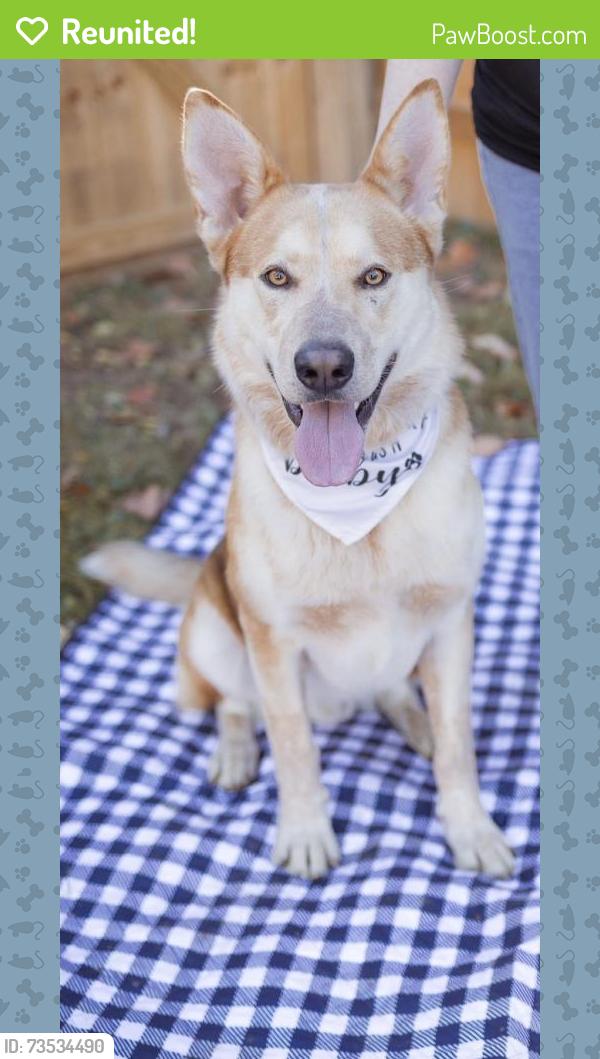 Reunited Male Dog last seen Orange Pike and US 44, Rushville, IN 46173
