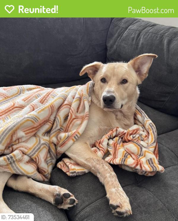 Reunited Male Dog last seen Orange Pike & US 44, Rushville, IN 46173