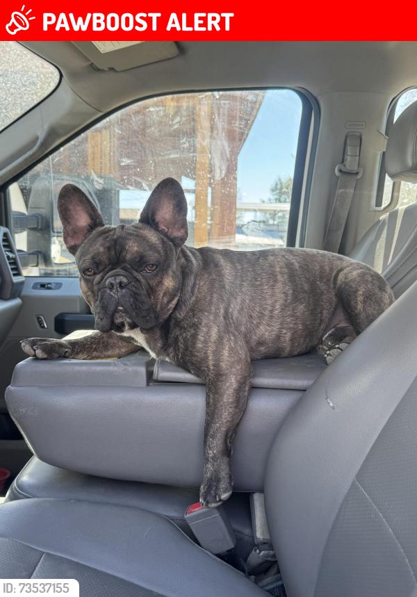 Lost Male Dog last seen Dollar general and tavern bar, New Washoe City, NV 89704
