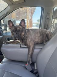 Lost Male Dog last seen Dollar general and tavern bar, New Washoe City, NV 89704