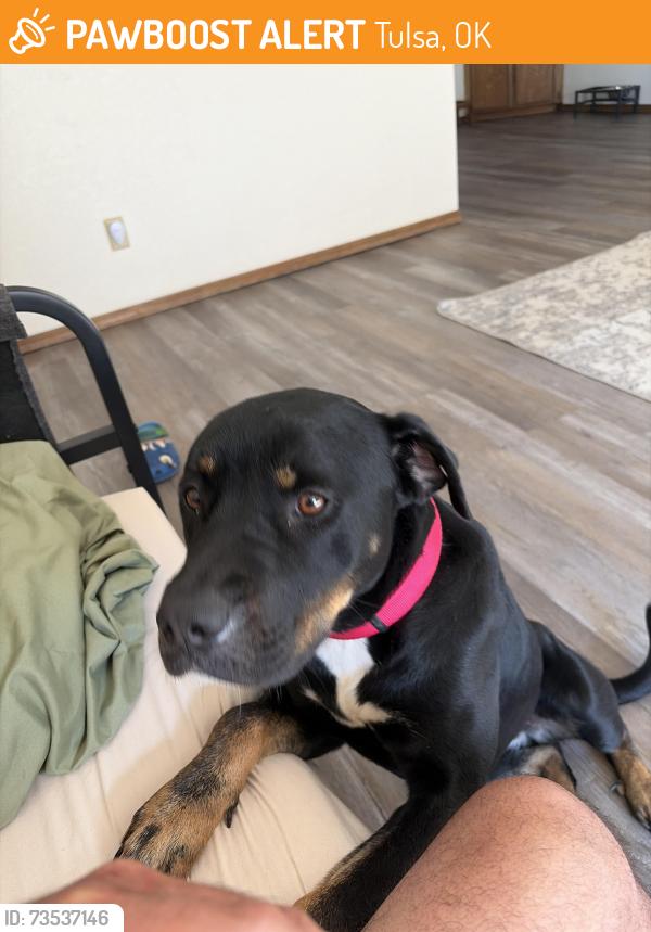 Found/Stray Female Dog last seen Boots adams park, Tulsa, OK 74133