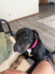 Found/Stray Female Dog last seen Boots adams park, Tulsa, OK 74133
