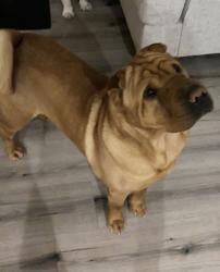 Reunited Male Dog last seen Tower and Ceylon, Aurora, CO 80011