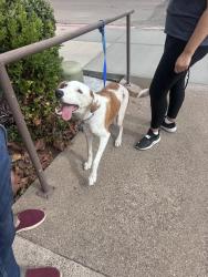 Found/Stray Male Dog last seen Nordstrom rack, San Diego, CA 92037