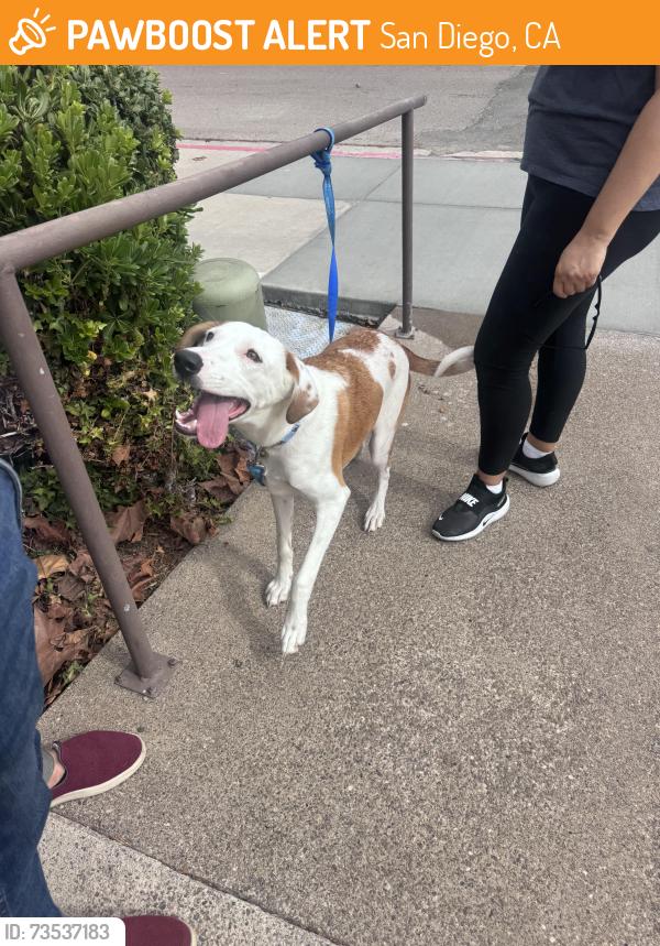 Found/Stray Male Dog last seen Nordstrom rack, San Diego, CA 92037