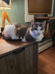 Reunited Female Cat last seen Stage Coach Rd, Bristol CT, Bristol, CT 06010