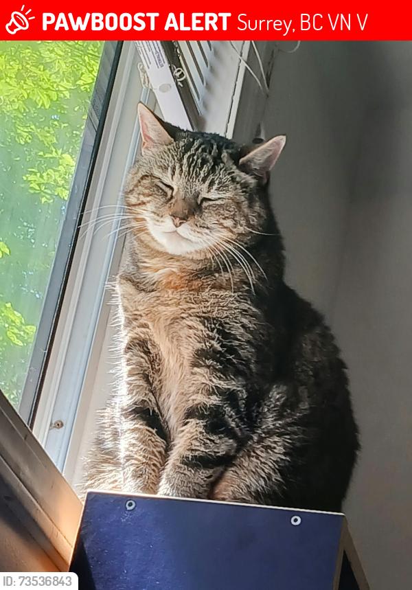Lost Female Cat last seen Fraser hwy and 184 at, Surrey, BC V4N 5V1
