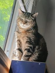 Lost Female Cat last seen Fraser hwy and 184 at, Surrey, BC V4N 5V1