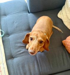 Reunited Female Dog last seen 113th and walsingham intersection, Largo 33778, Pinellas County, FL 33778