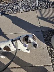 Lost Female Dog last seen I70 and steele, Denver, CO 80216