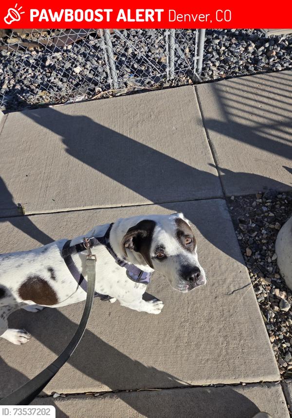 Lost Female Dog last seen I70 and steele, Denver, CO 80216