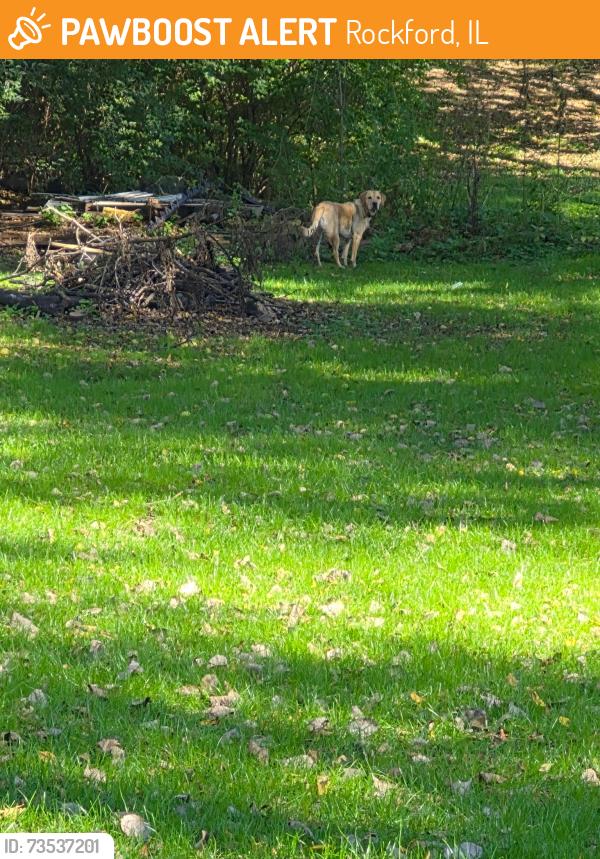 Found/Stray Unknown Dog last seen Samuelson and Shropshire Dr, Rockford, IL 61109