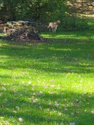 Found/Stray Unknown Dog last seen Samuelson and Shropshire Dr, Rockford, IL 61109