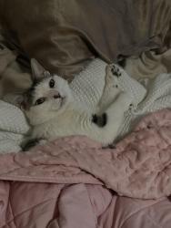 Lost Male Cat last seen Cliveden st, Philadelphia, PA 19150