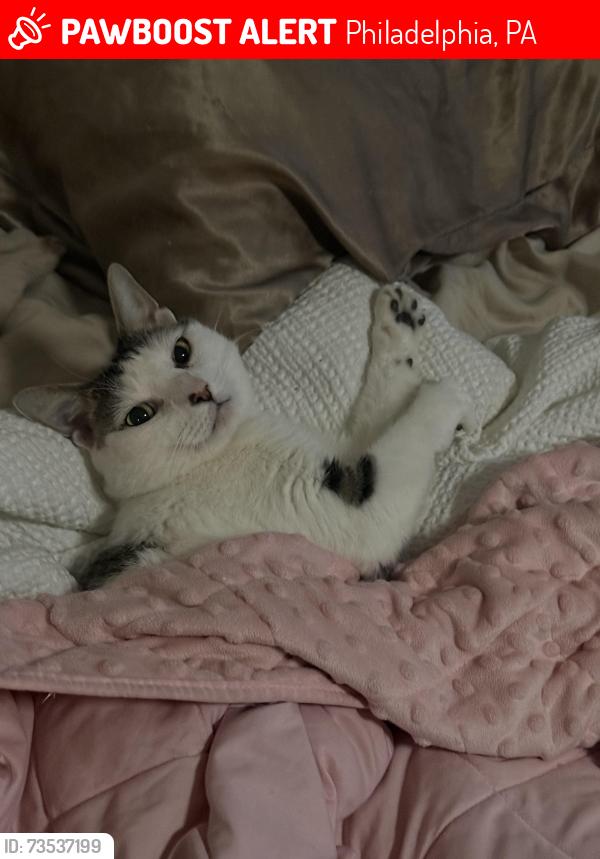 Lost Male Cat last seen Cliveden st, Philadelphia, PA 19150