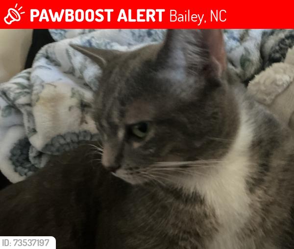 Lost Female Cat last seen I don’t know where she is, Bailey, NC 27807
