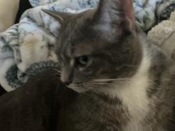 Lost Female Cat last seen I don’t know where she is, Bailey, NC 27807