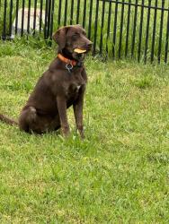 Lost Female Dog last seen 201-275 River Birch Dr, SC-201, SC 29639