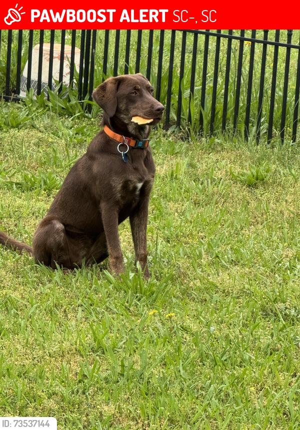 Lost Female Dog last seen 201-275 River Birch Dr, SC-201, SC 29639