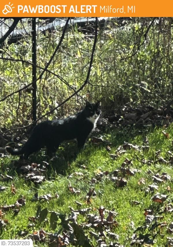 Found/Stray Unknown Cat last seen Near hiding place, Milford, MI 48381