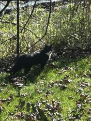Found/Stray Unknown Cat last seen Near hiding place, Milford, MI 48381