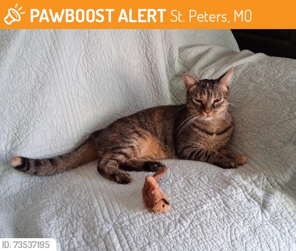 Found/Stray Female Cat last seen Jungermann and Barkwood Trails, St. Peters, MO 63376