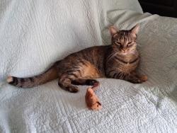 Found/Stray Female Cat last seen Jungermann and Barkwood Trails, St. Peters, MO 63376