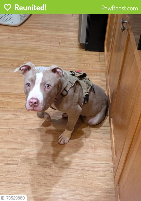 Reunited Male Dog last seen 88th and Huron, Thornton, CO 80260