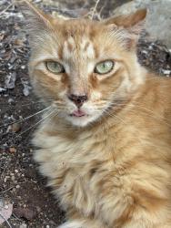 Reunited Male Cat last seen Calavo and Nabal, Casa de Oro-Mount Helix, CA 91941