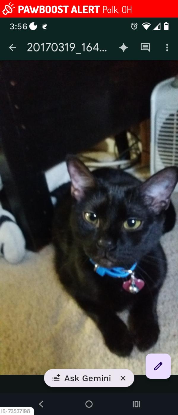 Lost Female Cat last seen Co Rd 1150, Polk, OH 44866