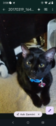 Lost Female Cat last seen Co Rd 1150, Polk, OH 44866