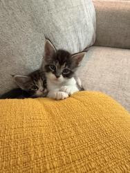 Shelter Stray Female Cat last seen Near W 2200 N, Layton, UT 84041, USA, 1422 E 600 N, Fruit Heights, UT 84037, USA