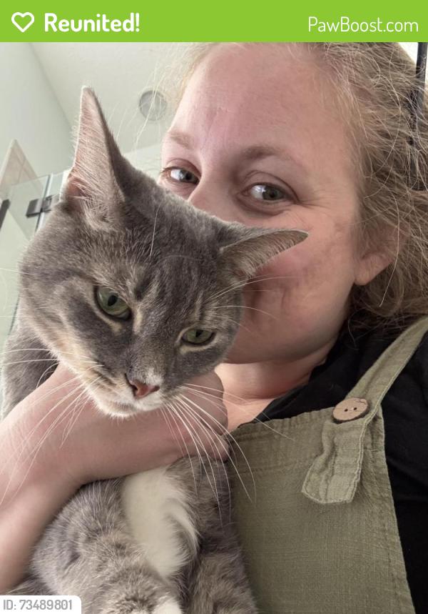 Reunited Male Cat last seen New Northshore, Lynn Haven, FL 32444