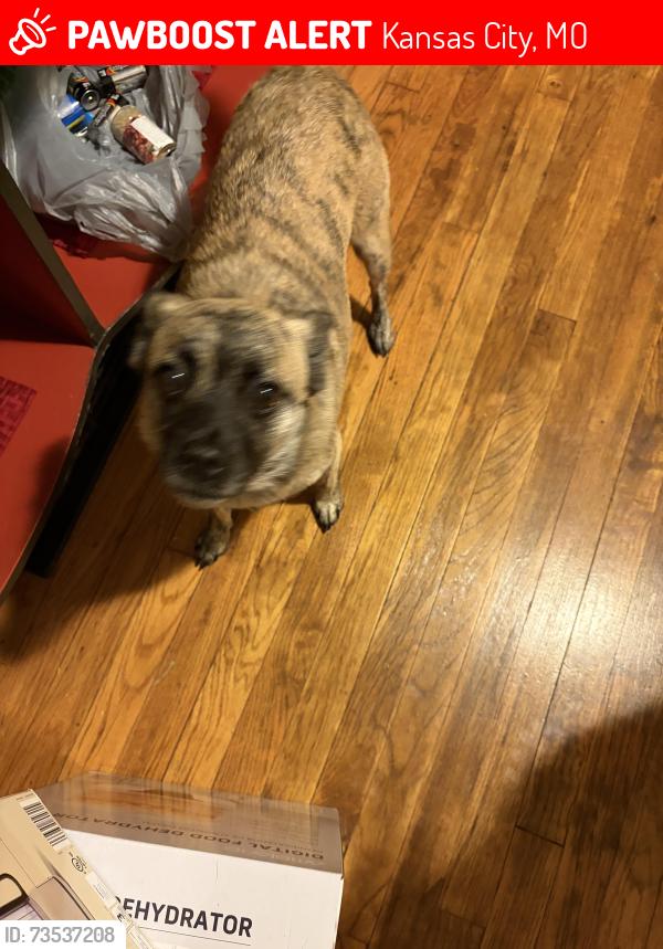 Lost Female Dog last seen Near BENTON BLVD, KANSAS CITY MO AT COLLONADE PARK, Kansas City, MO 64123