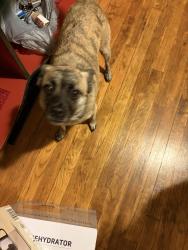 Lost Female Dog last seen Near BENTON BLVD, KANSAS CITY MO AT COLLONADE PARK, Kansas City, MO 64123