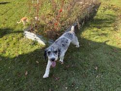 Found/Stray Unknown Dog last seen North Anthony shopping center, Fort Wayne, IN 46805