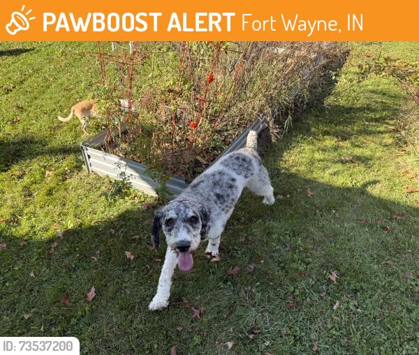 Found/Stray Unknown Dog last seen North Anthony shopping center, Fort Wayne, IN 46805