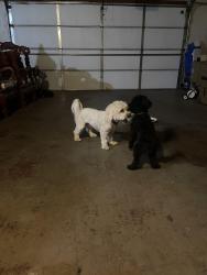 Reunited Unknown Dog last seen piney Road and Highway 18, Apple Valley, CA 92307