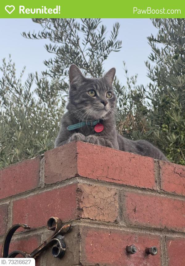 Reunited Male Cat last seen Last seen at 46 Brisbane St, Ascot Vale, VIC 3032