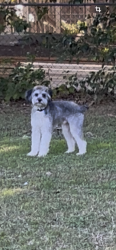 Reunited Male Dog last seen Rv park, Willow Grove, TX 76712