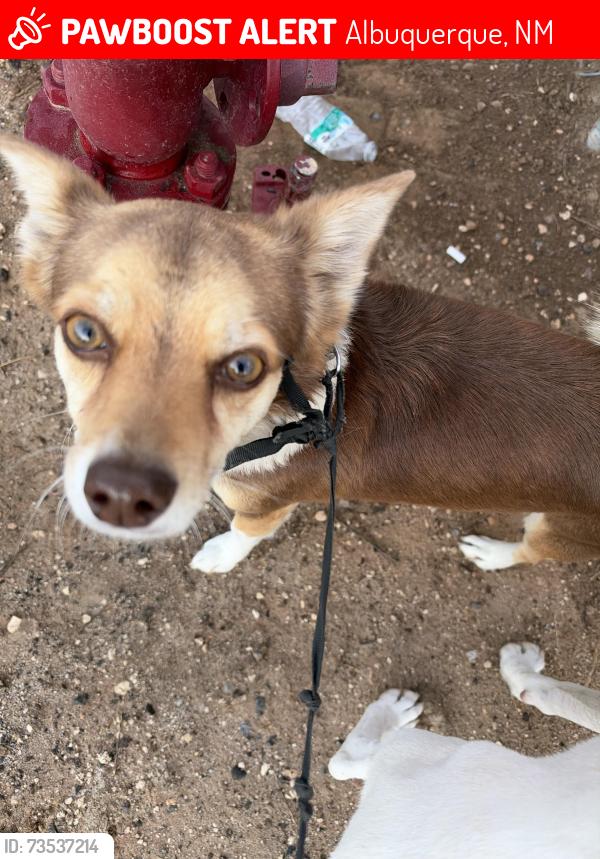 Lost Male Dog last seen Near RFK charter school, Albuquerque, NM 87105